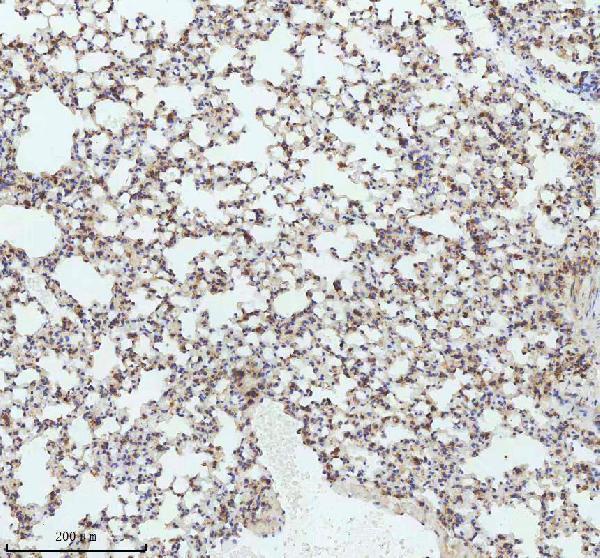 m03502 lmo2 primary antibodies ihc testing 4
