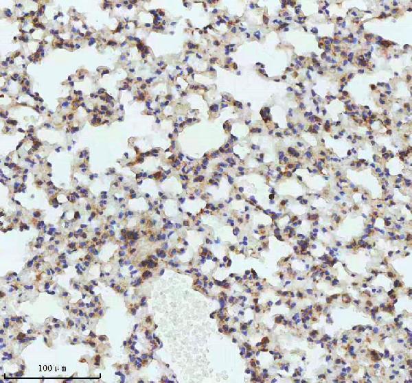 m03502 lmo2 primary antibodies ihc testing 5
