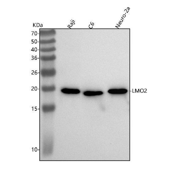 m03502 lmo2 primary antibodies wb testing 1