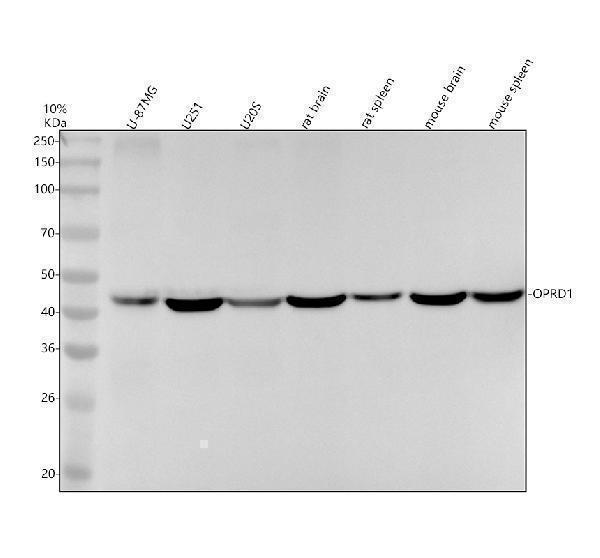 Western blot analysis of OPRD1 using anti-OPRD1 antibody (M03505)