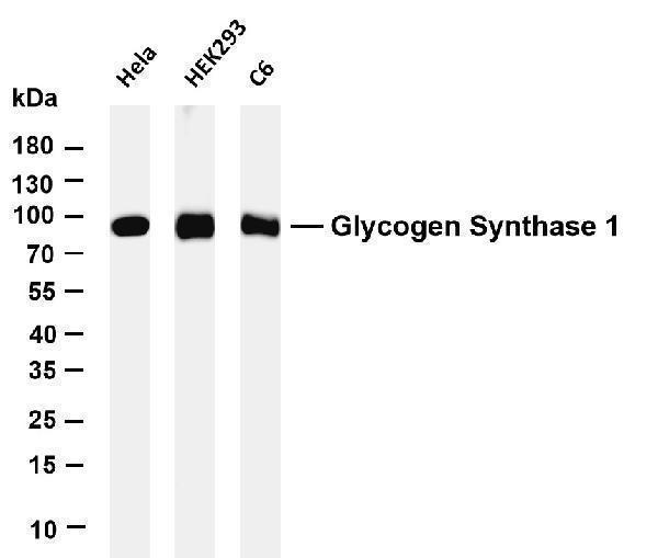 Various whole cell lysates were separated by 4-20% SDS-PAGE, and the membrane was blotted with anti-Glycogen Synthase 1 antibody