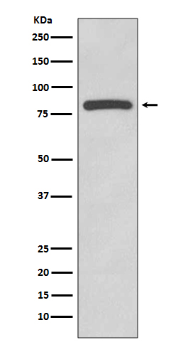 Western blot analysis of Glycogen synthase expression in HeLa cell lysate