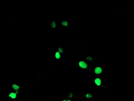 Anti-NONO mouse monoclonal antibody (M03515-1) immunofluorescent staining of COS7 cells transiently transfected by pCMV6-ENTRY NONO
