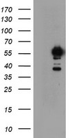 m03515 1 anti nono mouse monoclonal antibody clone id oti4d9 wb testing 1