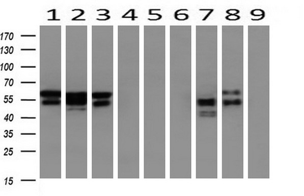 m03515 1 anti nono mouse monoclonal antibody clone id oti4d9 wb testing 2