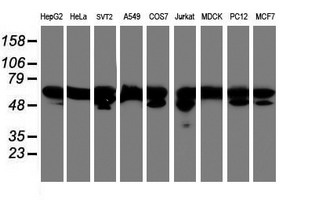 m03515 1 anti nono mouse monoclonal antibody clone id oti4d9 wb testing 3