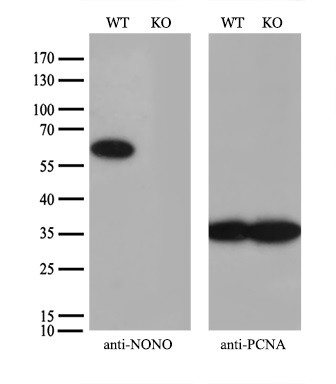 m03515 1 anti nono mouse monoclonal antibody clone id oti4d9 wb testing 4_1