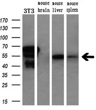 m03515 1 anti nono mouse monoclonal antibody clone id oti4d9 wb testing 5