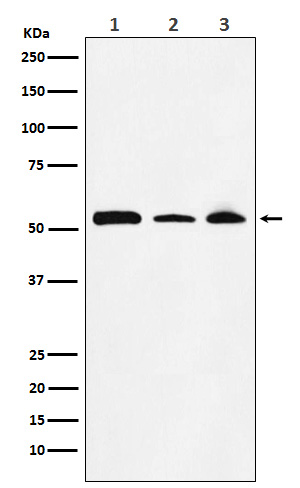 Western blot analysis of NONO / p54nrb expression in (1) MOLT4 cell lysate; (2) NIH/3T3 cell lysate; (3) PC12 cell lysate