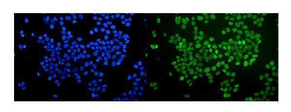 m03515 nmt55 p54nrb primary antibodies if testing 4