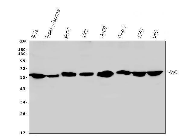 m03515 nmt55 p54nrb primary antibodies wb testing 1_1_1