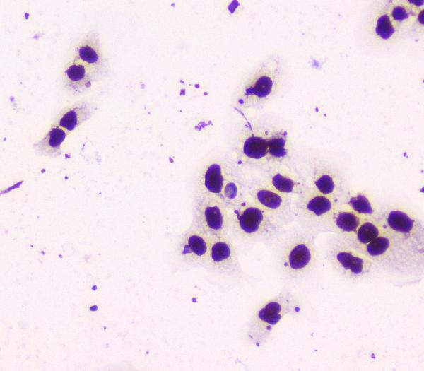 m03515 nmt55 p56nrb primary antibodies ihc testing 3