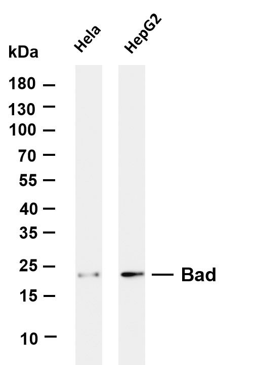 m03520 1 bad primary antibodies wb testing 1