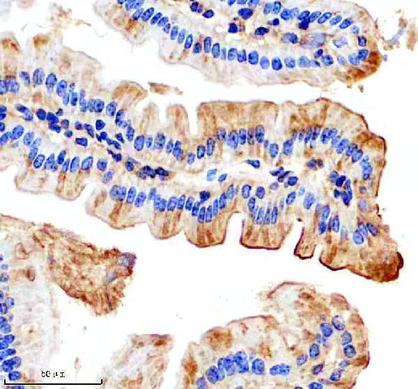 m03520 bad primary antibodies ihc testing 4