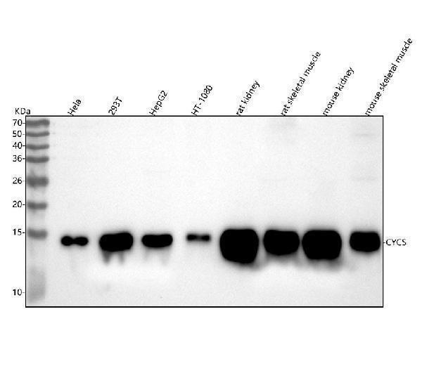  Western blot analysis of CYCS using anti-CYCS antibody (M03529-2)