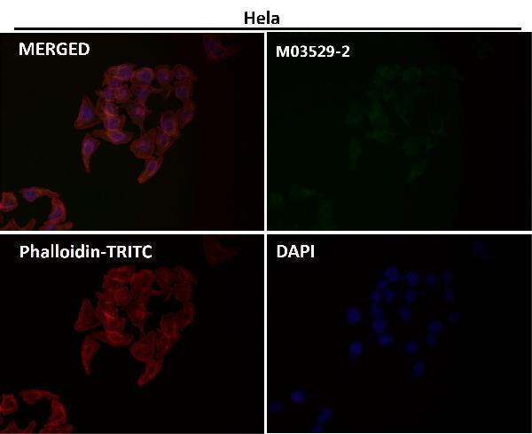 Immunofluorescent analysis using the Antibody at 1:50 dilution