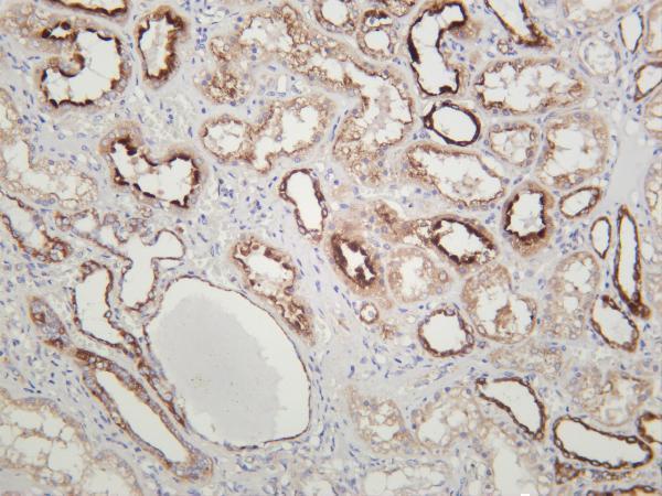 Human kidney was stained with anti-Cytochrome C rabbit antibody