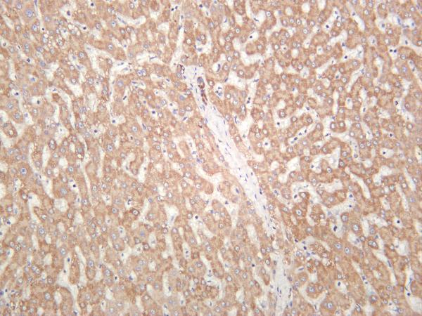 Human liver was stained with anti-Cytochrome C rabbit antibody