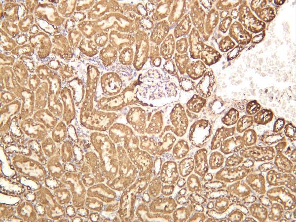 Mouse kidney was stained with anti-Cytochrome C rabbit antibody