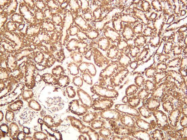 m03529 3 cycs primary antibodies ihc testing 4