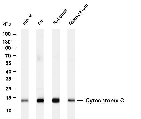 m03529 3 cycs primary antibodies wb testing 1