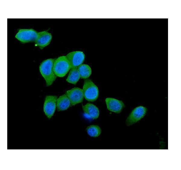 m03529 5 cytochrome c primary antibodies if testing 6