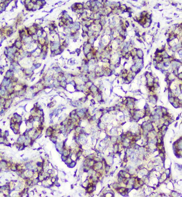 m03529 5 cytochrome c primary antibodies ihc testing 3