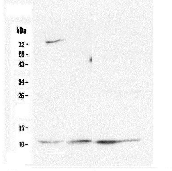  Western blot analysis of Cytochrome C using anti-Cytochrome C antibody (M03529-5)