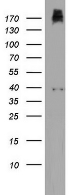 m03530 anti pi 3 kinase class 2a pik3c2a mouse monoclonal antibody clone id oti3h2 wb testing 1