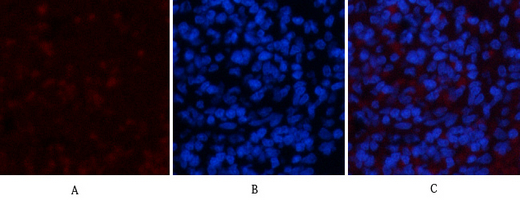 Immunofluorescence analysis of rat-spleen tissue