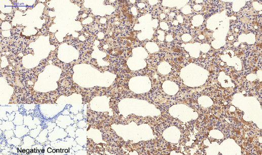Immunohistochemical analysis of paraffin-embedded Rat-lung tissue