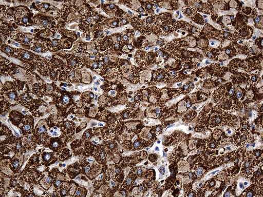 m03545 anti cyp7b1 mouse monoclonal antibody clone id oti1g7 ihc testing 8