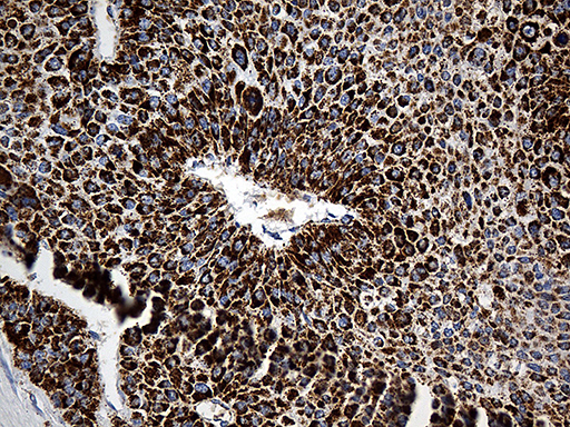 m03545 anti cyp7b1 mouse monoclonal antibody clone id oti1g7 ihc testing 9