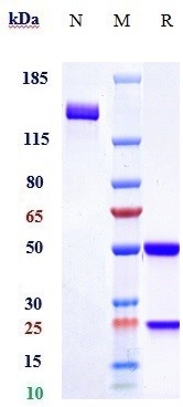 Anti-SOST/Sclerostin Reference Antibody (romosozumab) on SDS-PAGE under reducing (R) condition