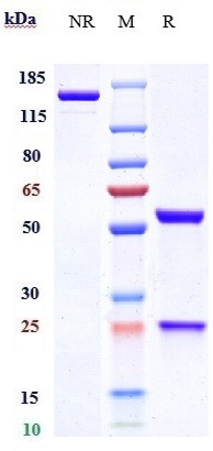 Anti-SOST/Sclerostin Reference Antibody (blosozumab) on SDS-PAGE under reducing (R) condition