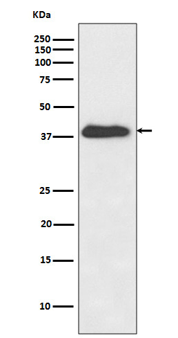 Western blot analysis of XLF expression in Jurkat cell lysate