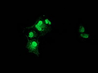 m03552 anti xlf nhej1 mouse monoclonal antibody clone id oti3d6 if testing 16