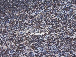 m03552 anti xlf nhej1 mouse monoclonal antibody clone id oti3d6 ihc testing 10