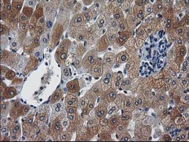 m03552 anti xlf nhej1 mouse monoclonal antibody clone id oti3d6 ihc testing 14