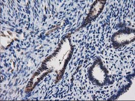 m03552 anti xlf nhej1 mouse monoclonal antibody clone id oti3d6 ihc testing 5