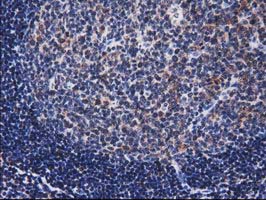m03552 anti xlf nhej1 mouse monoclonal antibody clone id oti3d6 ihc testing 9