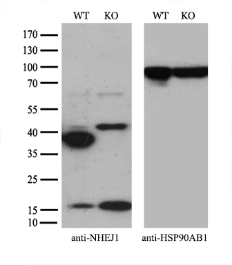 m03552 anti xlf nhej1 mouse monoclonal antibody clone id oti3d6 wb testing 3