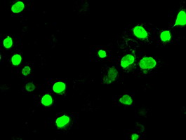 m03554 2 anti neurogenin3 neurog3 mouse monoclonal antibody clone id oti3b5 if testing 4
