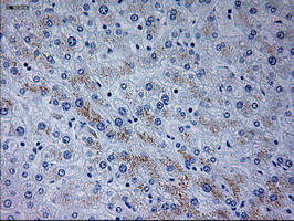 Immunohistochemical staining of paraffin-embedded Human liver tissue within the normal limits using anti-NEUROG3 mouse monoclonal antibody (M03554-2) at 1:150 dilution