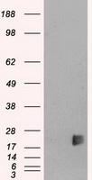 HEK293T cells were transfected with the pCMV6-ENTRY control (Left lane) or pCMV6-ENTRY NEUROG3 (Right lane) cDNA for 48 hrs and lysed