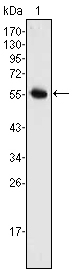 Western Blot analysis using Neurogenin 3 Monoclonal Antibody against full-length NGN3 (aa1-214)-hIgGFc transfected HEK293 cell lysate (1)