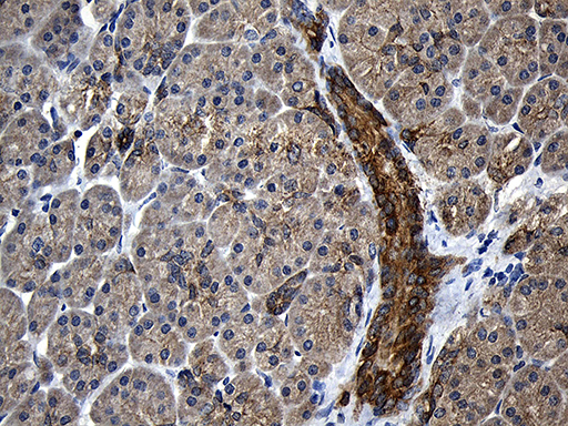 Immunohistochemical staining of paraffin-embedded Human pancreas tissue within the normal limits using anti-CPT1B mouse monoclonal antibody