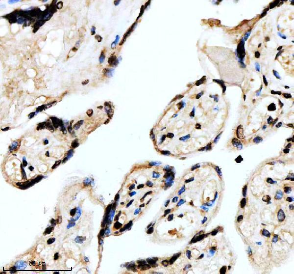 m03563 foxf1 primary antibodies ihc testing 3