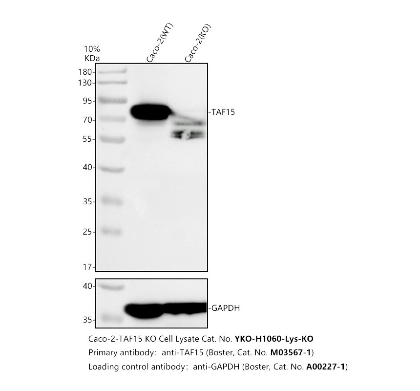 m03567 1 taf15 primary antibodies wb testing 2