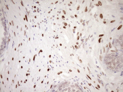 m03568 2 anti med15 mouse monoclonal antibody clone id oti1c11 ihc testing 8